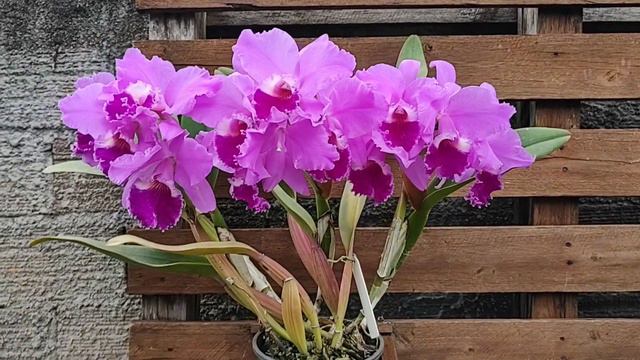 A História da Orquídea Cattleya Labiata смотреть онлайн