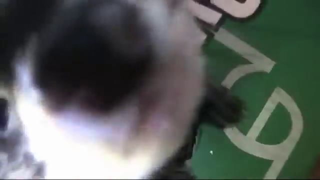 Хорьки. Коллекция видео о хорьках смотреть онлайн