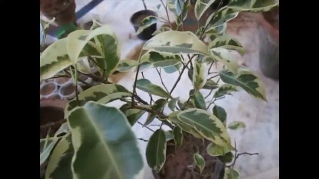 Ficus Starlight , Ficus Benjamina, | The World Is Beautiful