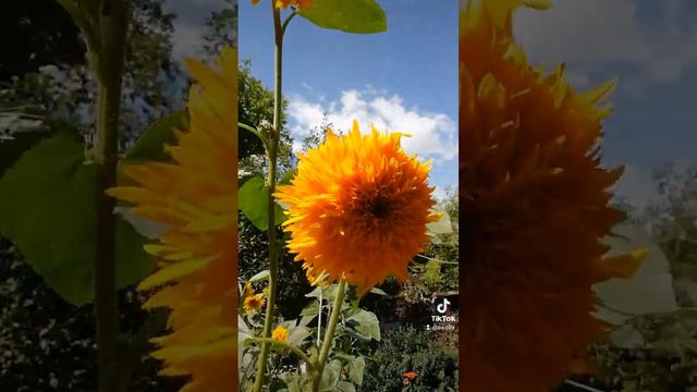 подсолнух декоративный. #сад #садовод #огород #огородники #садогород #усадьба #рекомендации смотреть онлайн