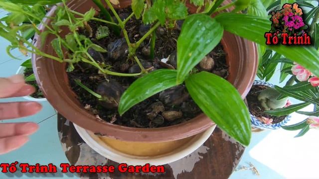 Cách Ươm Cây Cau Ăn Trầu Làm Bonsai / How To Grow Areca Catechu Tree смотреть онлайн