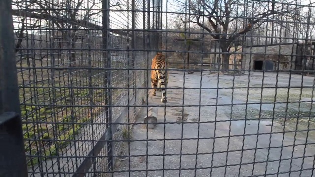 Тигр Скиф продолжает учиться говорить Ма-Ма ! смотреть онлайн