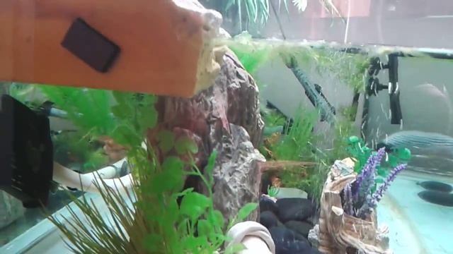 Акватеррариум для красноухой черепахи смотреть онлайн