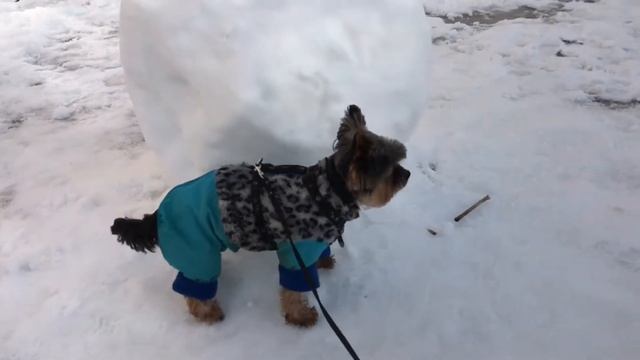 Снеговик, собака, песня ??❄️☃❄️⛄️?? смотреть онлайн