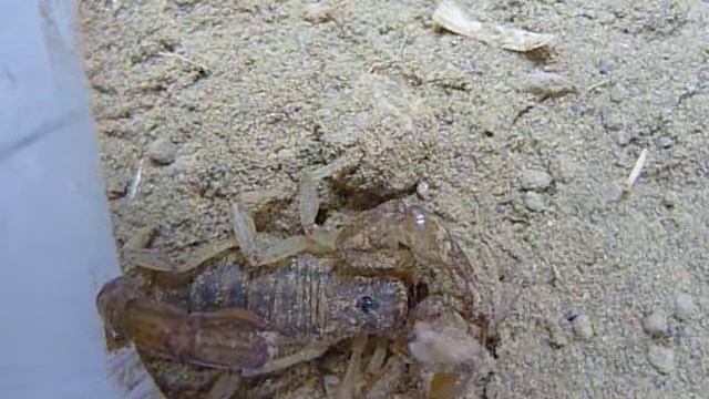 Scorpion eating spider (hadruroides lunatus eating loxosceles?) 3 смотреть онлайн