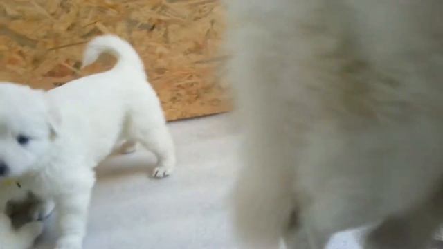 Потешные щенки Белой Швейцарской Овчарки -) смотреть онлайн