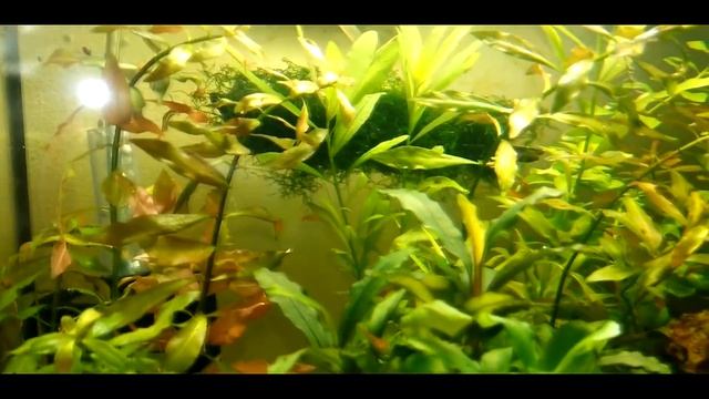 КРЕВЕТОЧНИК МЕСЯЦ ПОСЛЕ ЗАПУСКА!!! смотреть онлайн