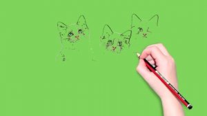 У жирафа пятна