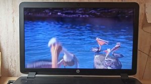 в поисках Немо (2003) чайки кричат  пеликану Найджелу дай, дай, дай