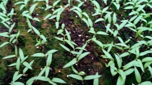 Зеленеет земля на рассаде. Как устранить позеленение?!