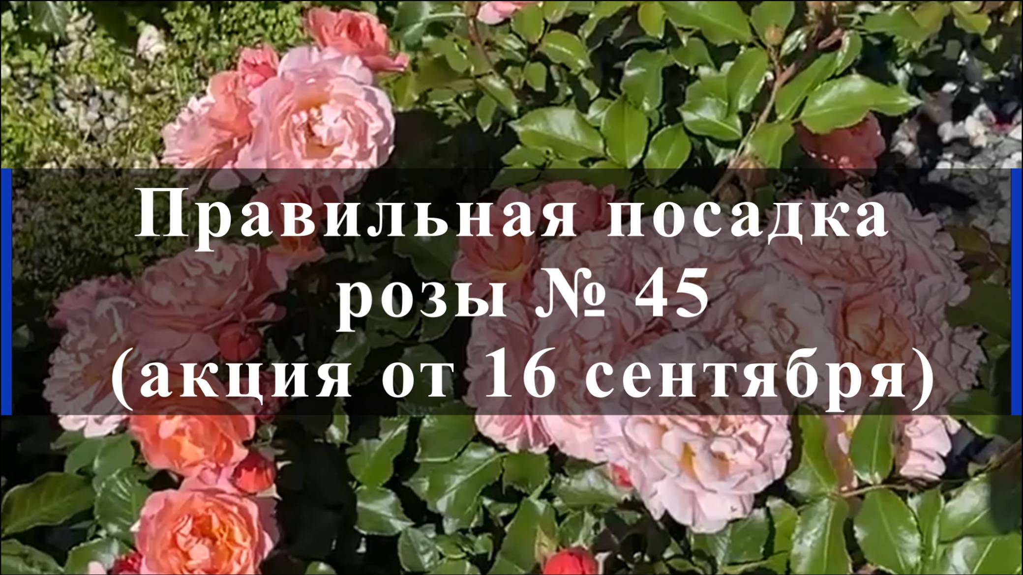 Правильная посадка розы № 45 ( акция от 16 сентября) смотреть онлайн
