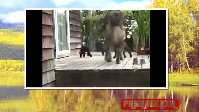 Козлятушки ребятушки смотреть онлайн
