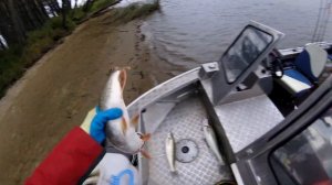 ПОРОЛОНОВЫЕ ПРИМАНКИ ПО СУДАКУ ДЕЛАЮТ ВСЮ РЫБАЛКУ. ТОП ПОРОЛОНОВЫХ ПРИМАНОК