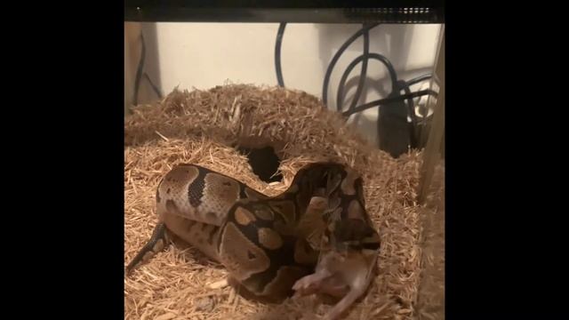 ROYALE PYTHONS BALL PYTHON MORPH 66% PH DG 50% phd OG PIED FEMALE смотреть онлайн