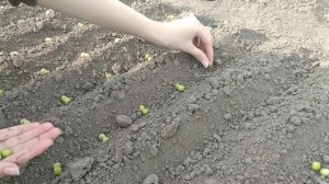 Вот как надо садить горох!/ Правильная посадка гороха!