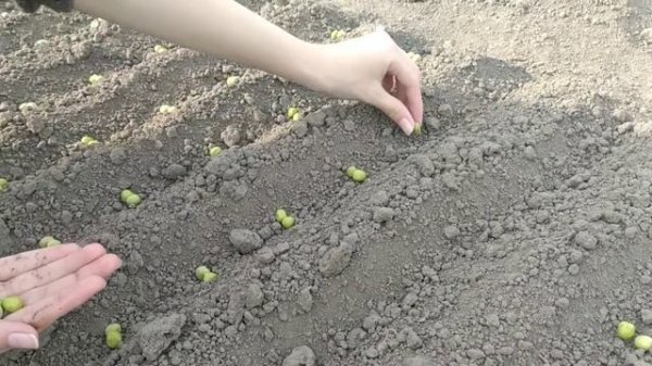 Вот как надо садить горох!/ Правильная посадка гороха!