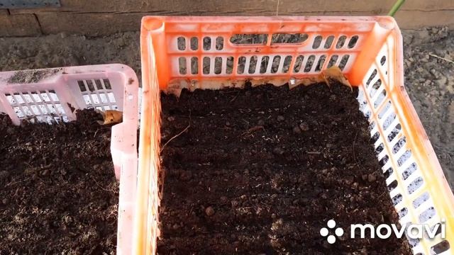 СУПЕР СПОСОБ Посадка цветов на рассаду в теплицу смотреть онлайн