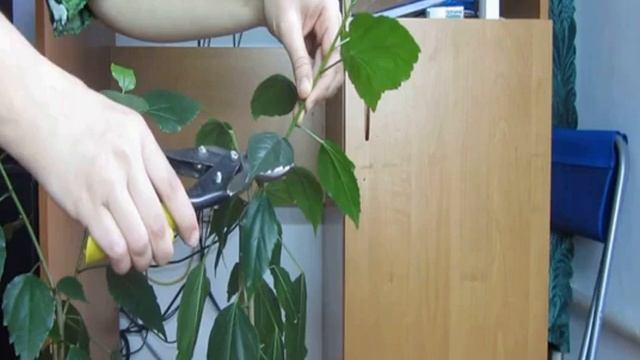 Гибискус уход в домашних условиях смотреть онлайн