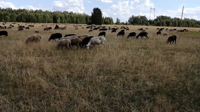 Бараны на Курбан байрам в Казани смотреть онлайн