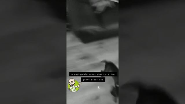 Patterdale Terrier puppy chasing a low grade Lazer dot смотреть онлайн