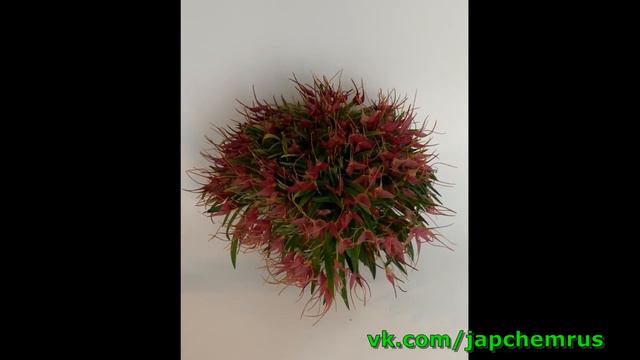Masdevallia Roseola из нашей коллекции