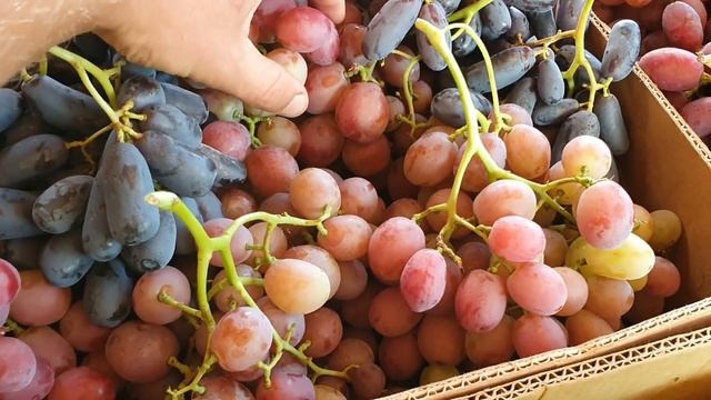 Зрізка ягоди на Західну Україну смотреть онлайн