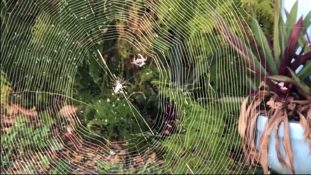 A Spider Spins its Web смотреть онлайн