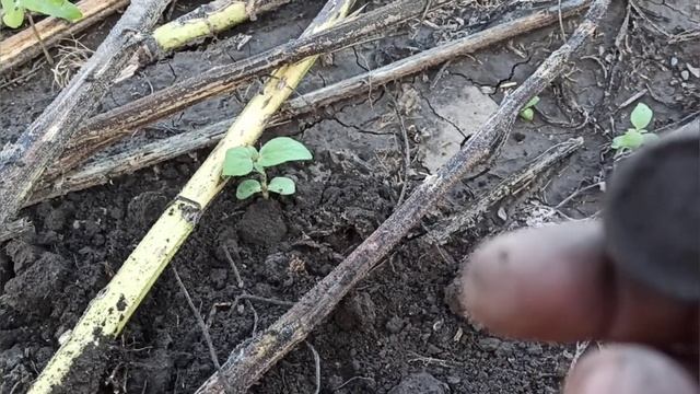 коп е трек. фундамент старого дома. смотреть онлайн