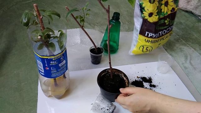Актинидия черенкование 2 смотреть онлайн