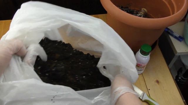 Пересадка детки  гиппеаструма Sumatra