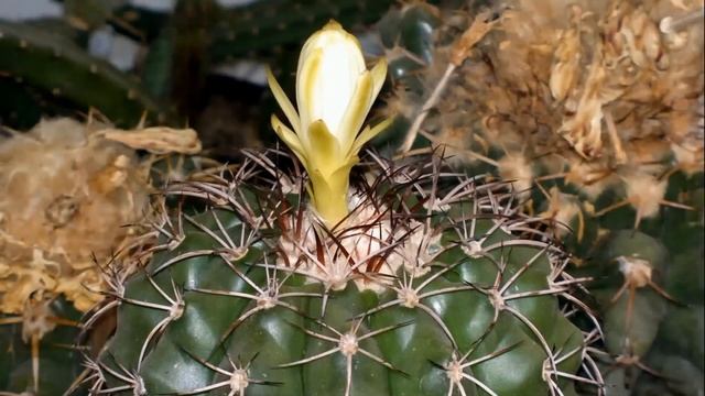 Discocactus blossom 2 смотреть онлайн