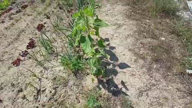 Как готовить веганскую шаурму! смотреть онлайн