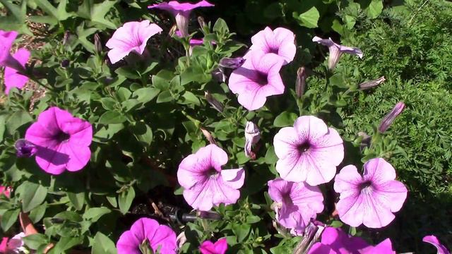 Growing Flowers In Stackable Pots - Follow Petunias Through The Summer смотреть онлайн