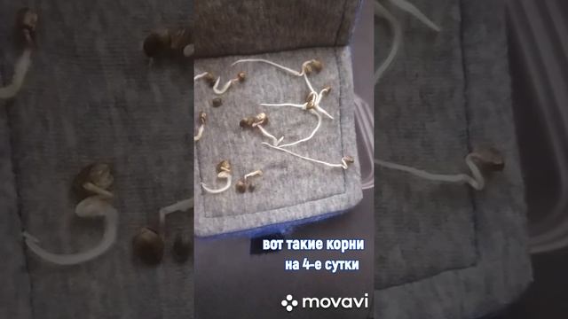 Проращиватель семян