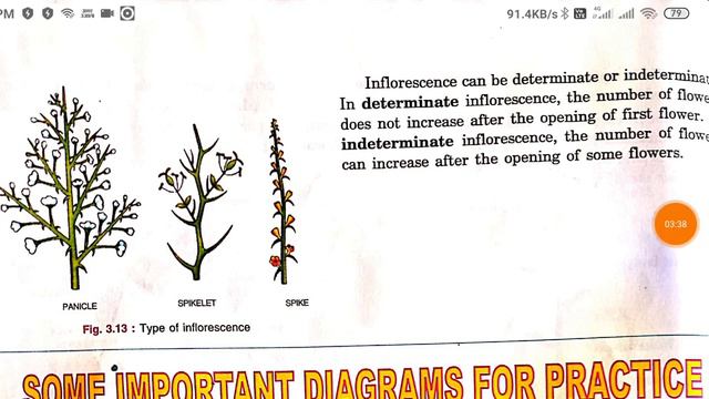 Inflorescence : Definition And Types
