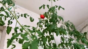 Томат «Рябиновые бусы» на балконе: делюсь впечатлениями