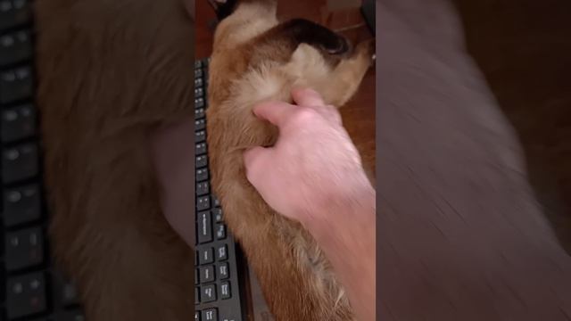 Cat Musik on chili on the balcony!!! смотреть онлайн