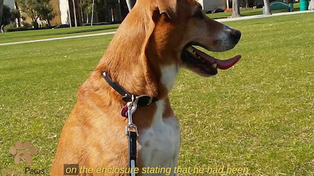 A Girl Asked the Shelter for the Most Unwanted Dog! That's What Came of It! смотреть онлайн