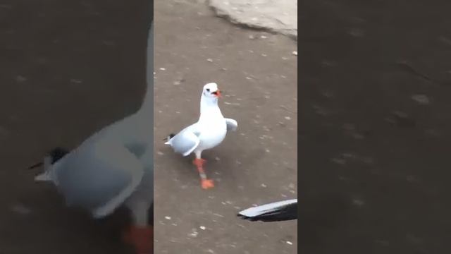 прогулка по Праге-малая страна-ноябрь 2019г смотреть онлайн