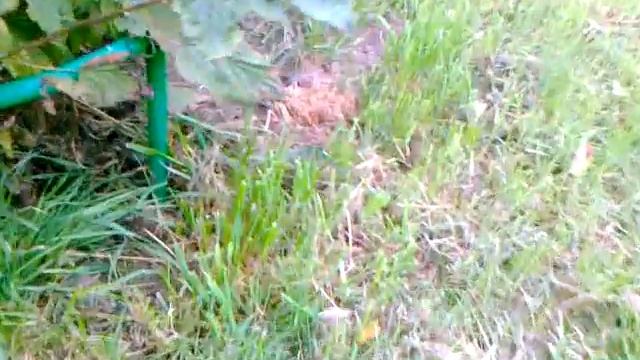 Кошка и пёс ловят мышку смотреть онлайн