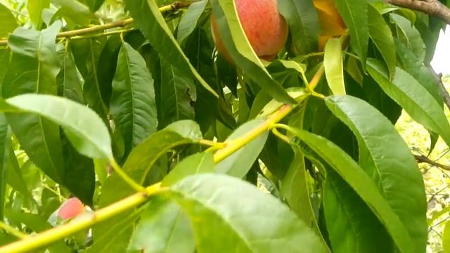 Персик Ред хевен 2021р. смотреть онлайн