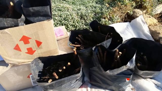 Малина Маравилла. Качественные саженцы от Вадима Бардара. смотреть онлайн