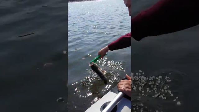 Весений жерех река белая уфа смотреть онлайн