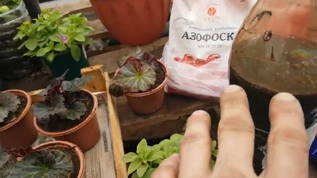 ВЗРЫВНАЯ СУПЕР подкормка для ПЕТУНИИ РЕЗУЛЬТАТ 100% удобрение для цветов.чем подкормить.видео смотреть онлайн