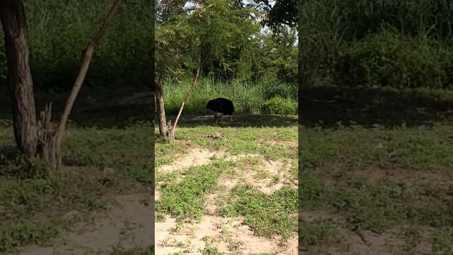 #Гамбия #отдых_в_Гамбии #fatalla park in Senegal смотреть онлайн