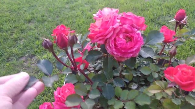 Секреты для пышного цветения мини роз домашних смотреть онлайн