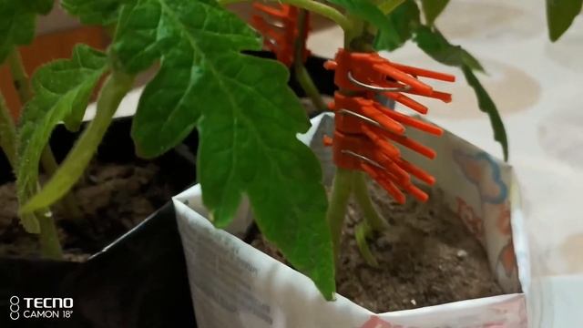 Один корень хорошо, два лучше.Томат на двух корнях.Прививка томатов метод сближения вприклад. смотреть онлайн