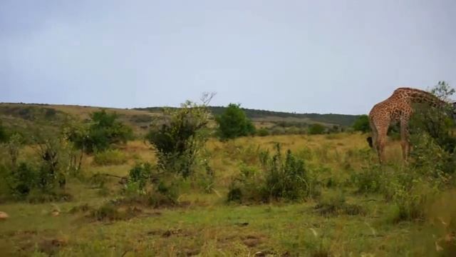 Жирафы. Масаи Мара, Кения.avi смотреть онлайн
