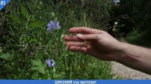 Как выглядит ЦИКОРИЙ | Настоящий ЦАРЬ-КОРЕНЬ крупным планом