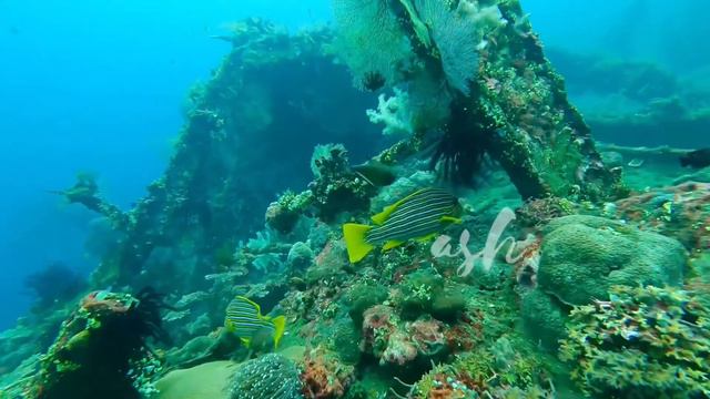 USAT LIBERTY WRECKSHIP, TULAMBEN BALI with GOPRO HERO 9 смотреть онлайн